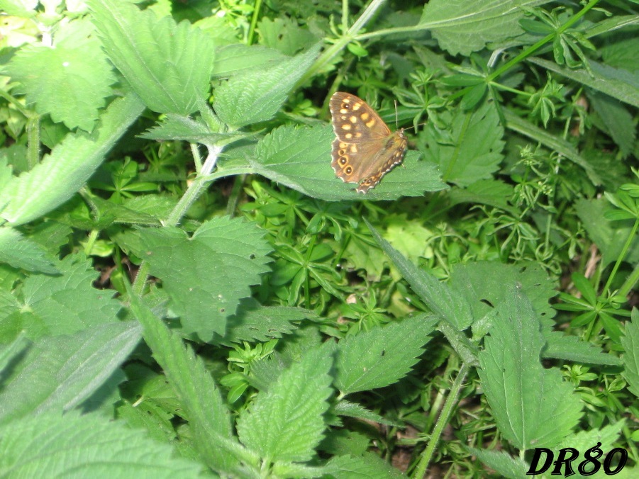 Farfalla da identificare! - Pararge aegeria